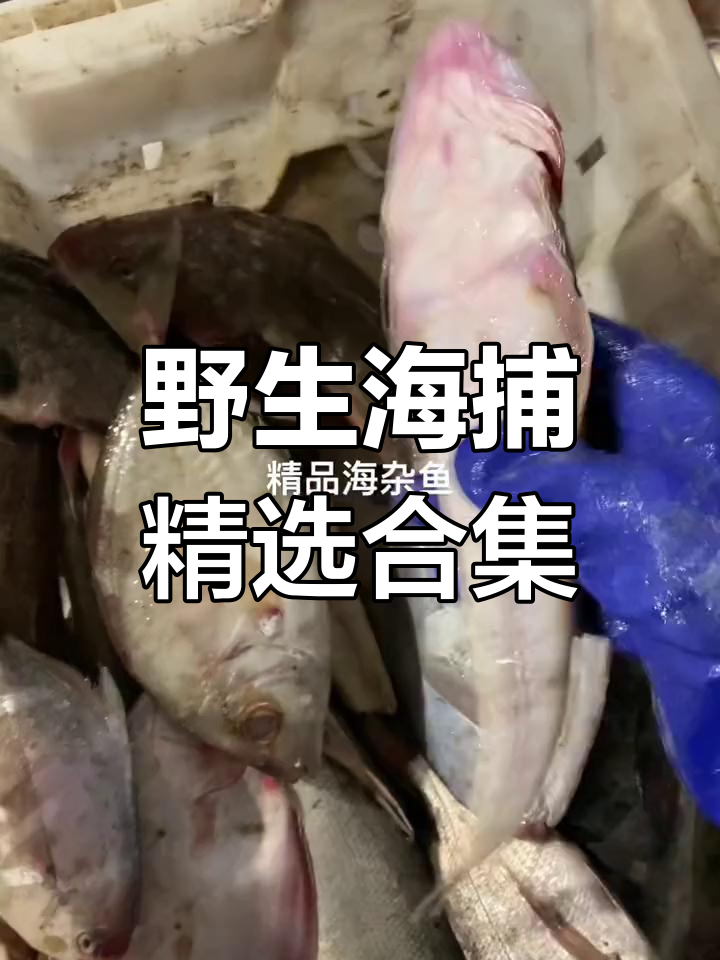 新鲜野生海杂鱼大集合,黑石斑、三刀鱼等一网打尽