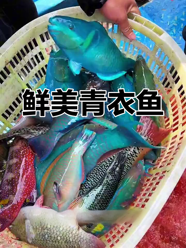 青衣鱼:颜值与美味并存