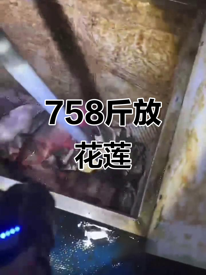 放花莲与鳊鱼758斤,现场震撼实拍