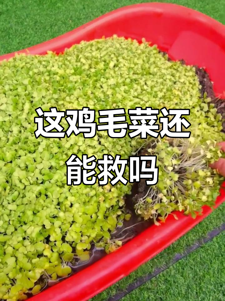 鸡毛菜变黄了,是不是快死了?