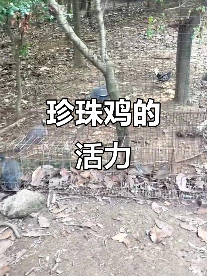 珍珠鸡活泼好动,叫声能引发群体反应,行走一整天不知疲倦