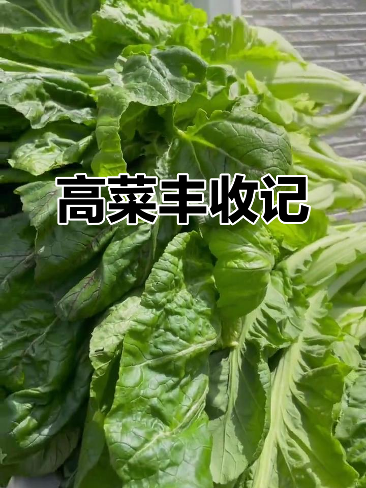 11月种雪里蕻轻松,四个月后收获满满制拉面