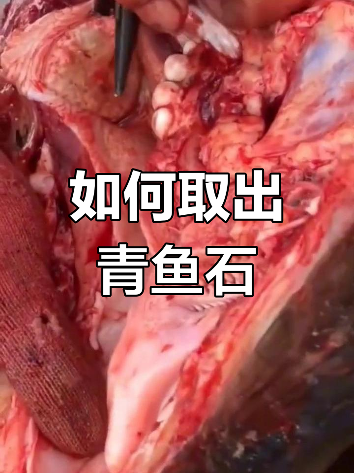 青鱼石的正确取法,轻松学会!