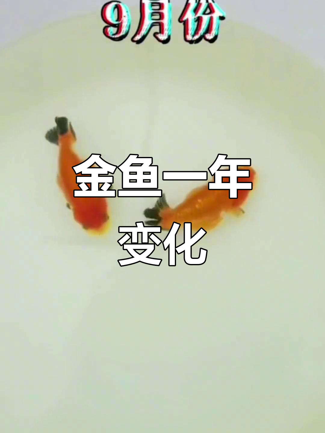 黑鳍红白金鱼成长记:从幼苗到成鱼的变化