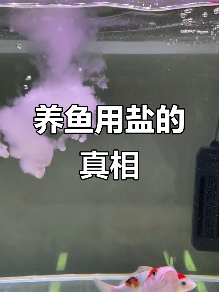 盐不到缸底就化,养锦鲤到底需不需要?