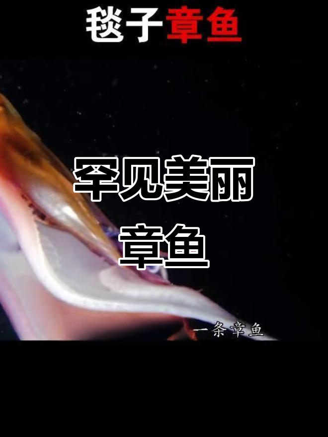 深海神秘毯子章鱼,色彩斑斓却可能有毒?