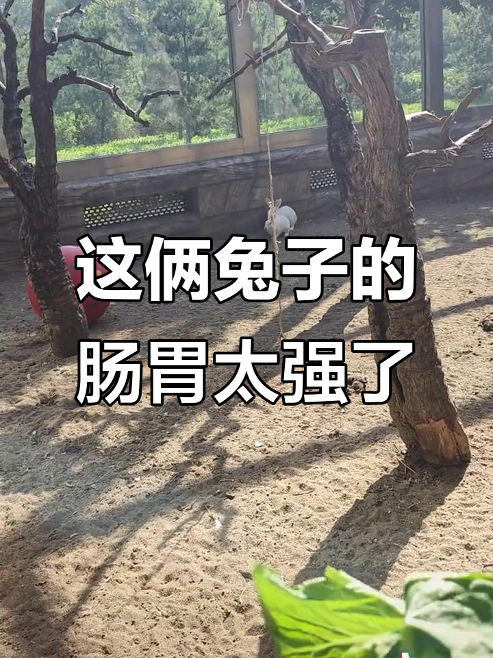 健身教练的兔子吃肉不拉稀，青菜反而容易拉肚子？