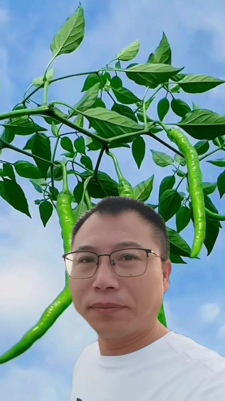 带朋友们看看我们家的辣椒树怎么样 农村生活 辣椒 劳动者是最美的人