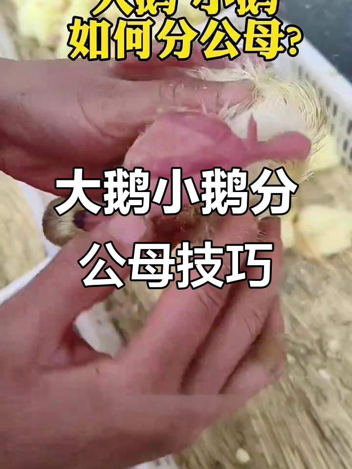 如何分辨大鹅小鹅公母?简单方法教你轻松辨别
