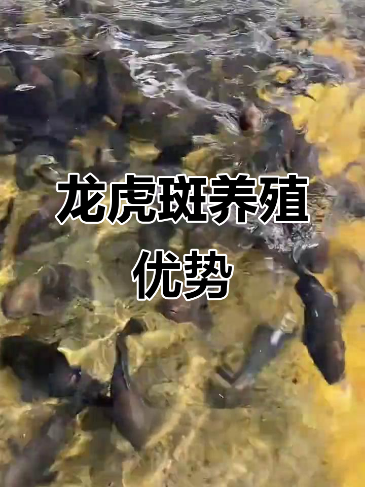 珍珠龙胆石斑鱼:最优质的杂交品种,养殖优势与市场需求分析