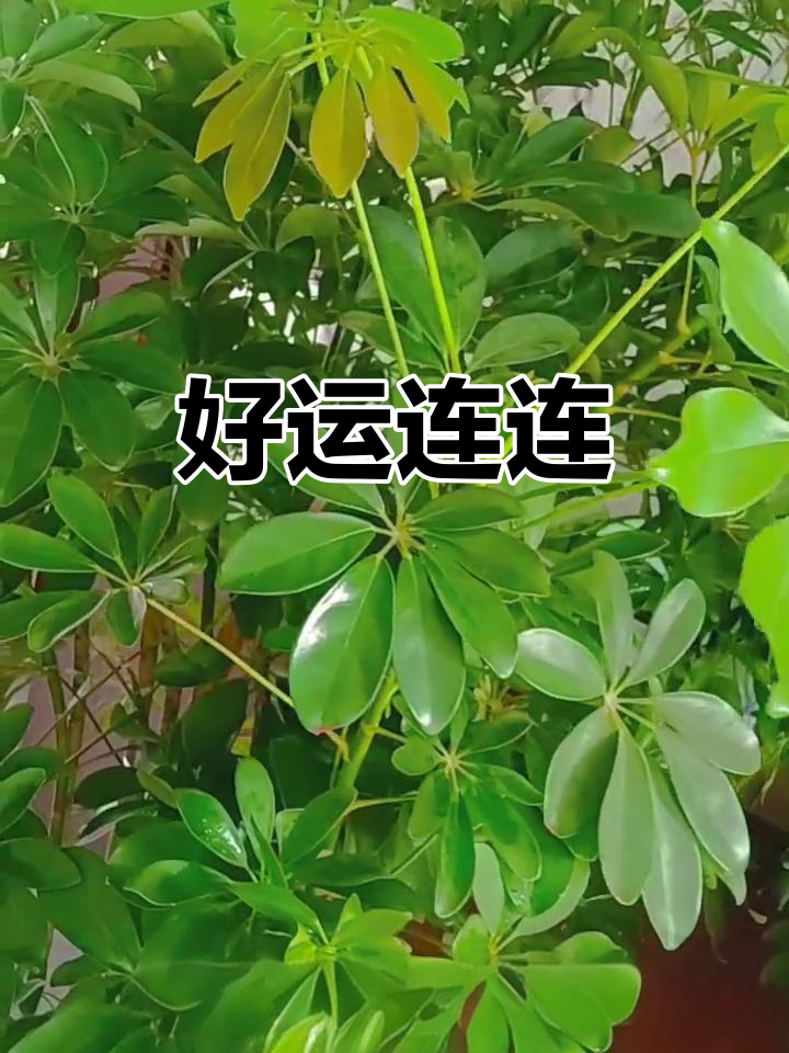 鸭掌木开花,象征好运降临,愿一切顺利,心想事成!