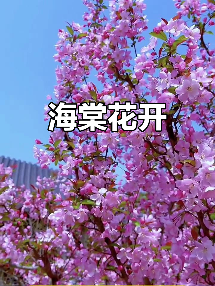 垂丝海棠,花如雪舞,叶不现,吸引众人驻足观赏