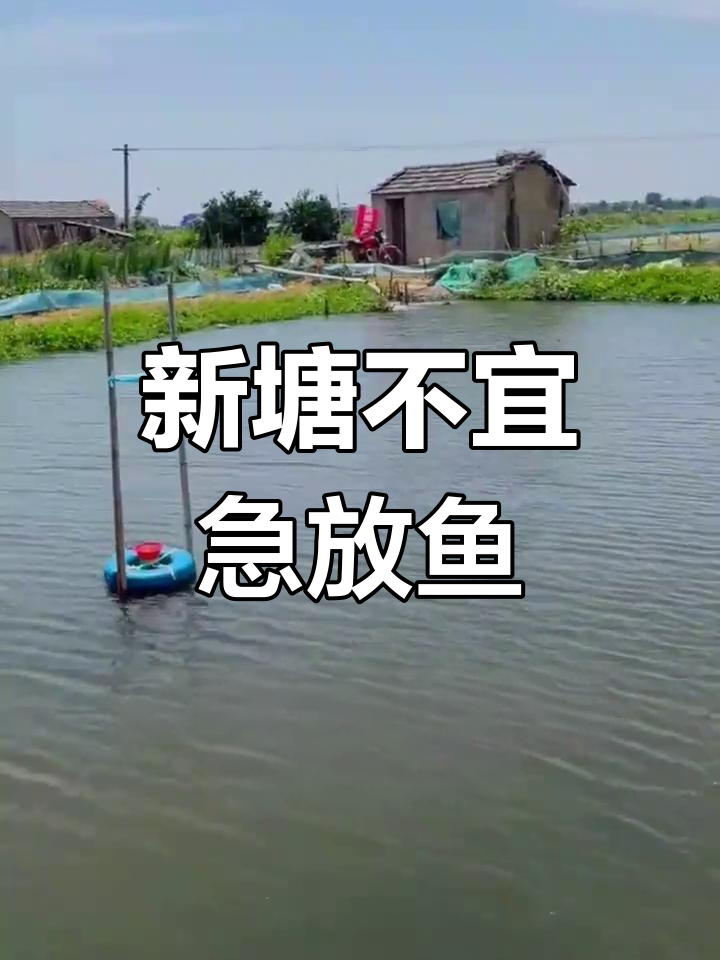 新池塘放鱼苗前,你需要知道的注意事项