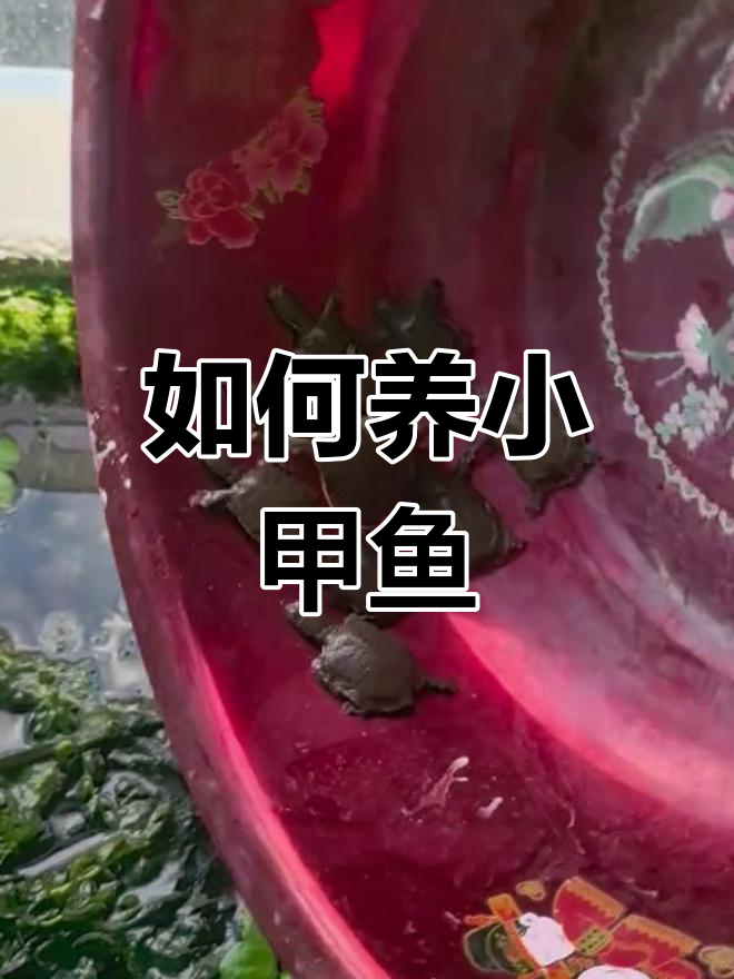 小甲鱼养殖全攻略