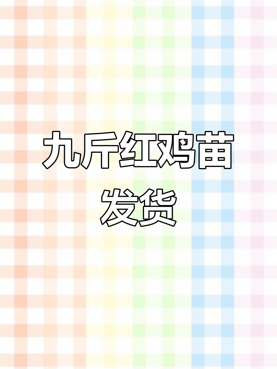 万大九斤红鸡苗,防疫齐全送两只