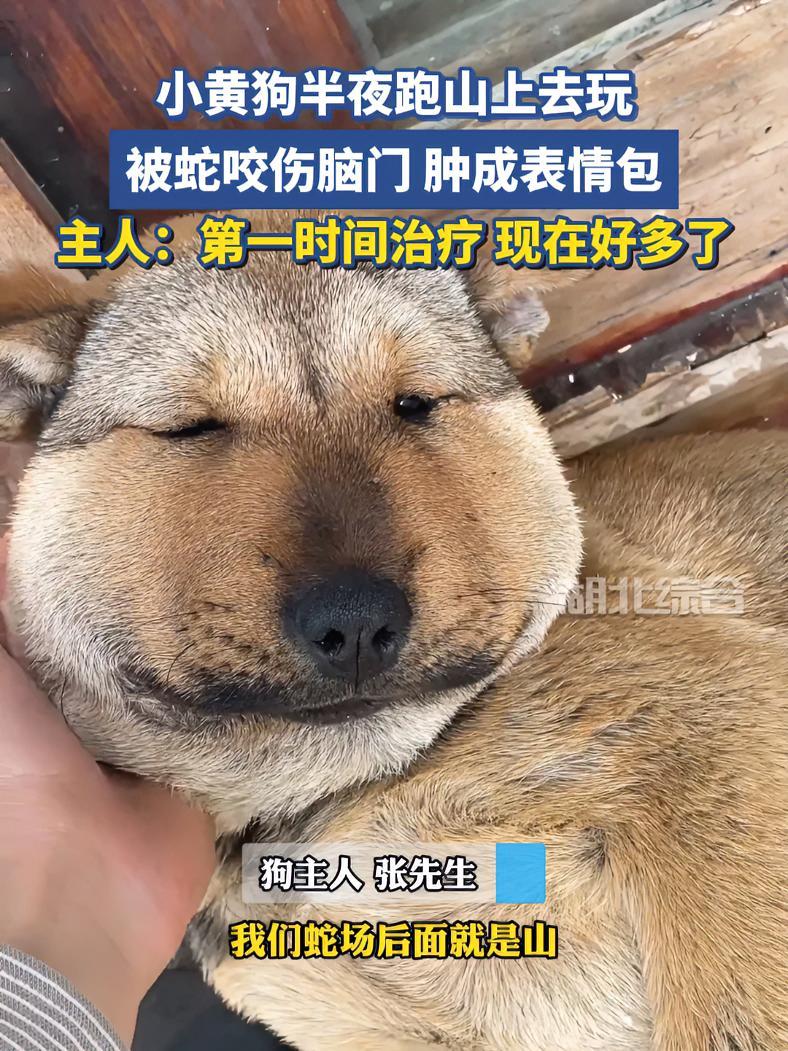 小黄狗半夜跑山上去玩,结果被蛇咬伤,肿成表情包!