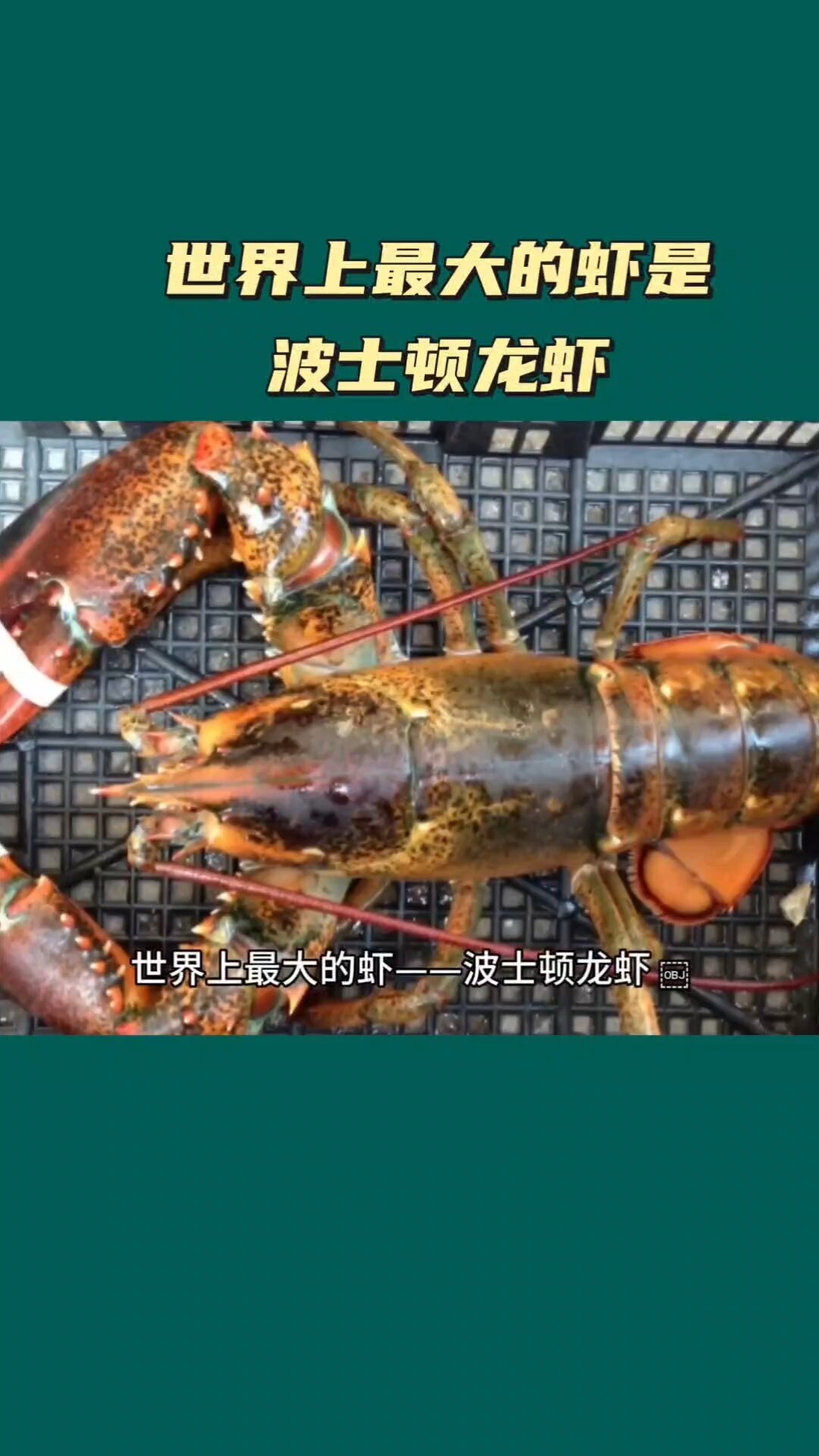 世界上最大的虾是波士顿龙虾