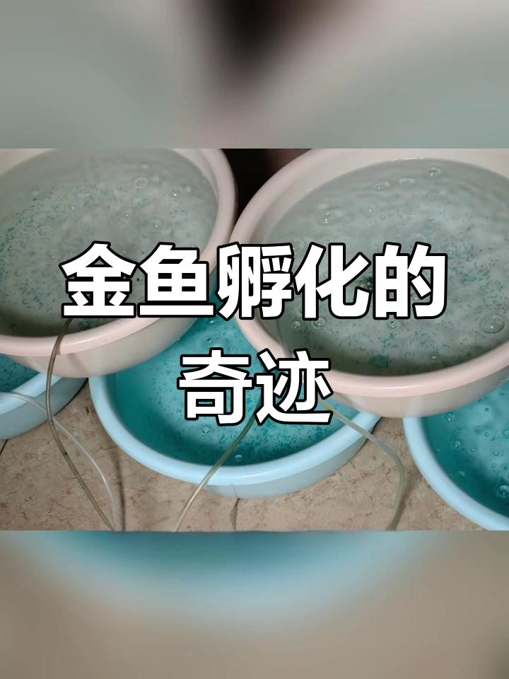 短尾泰狮金鱼孵化全过程,速度惊人!