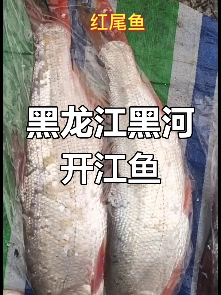 黑河美食大揭秘:开江鱼与黑龙江特色美味