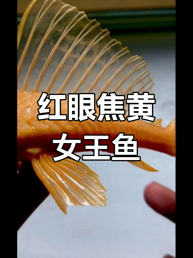 女王大翻:红眼焦黄,寓意扬帆起航