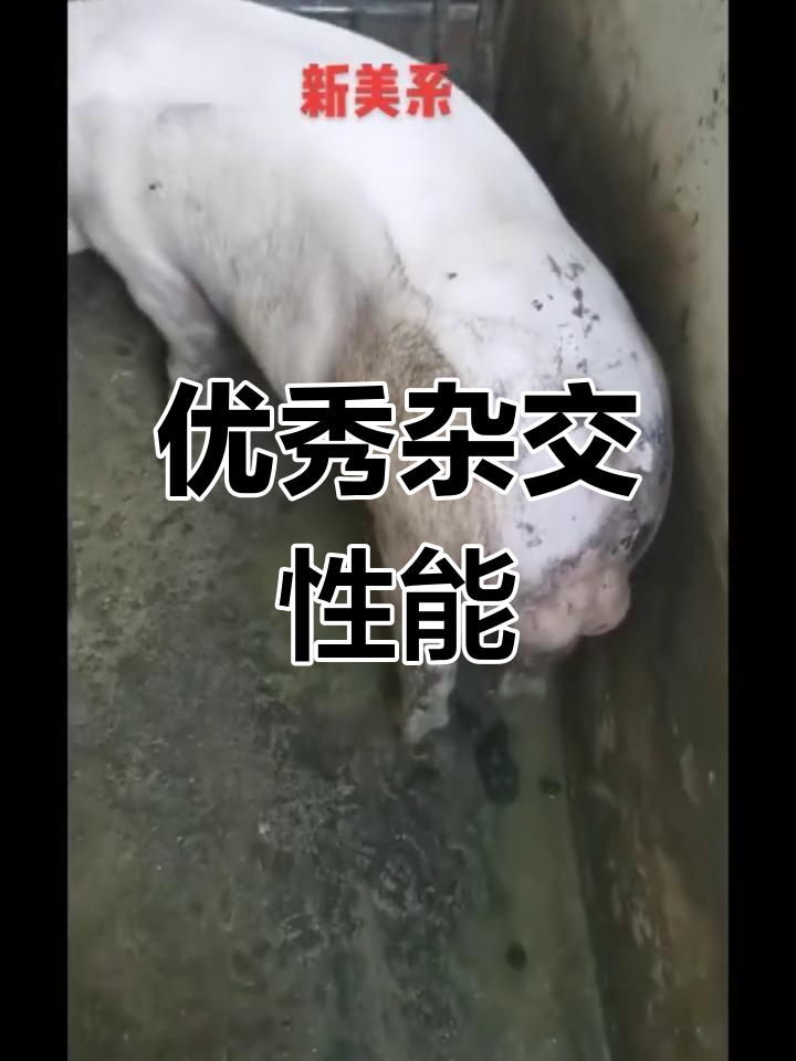 大约克猪:万能瘦肉型品种