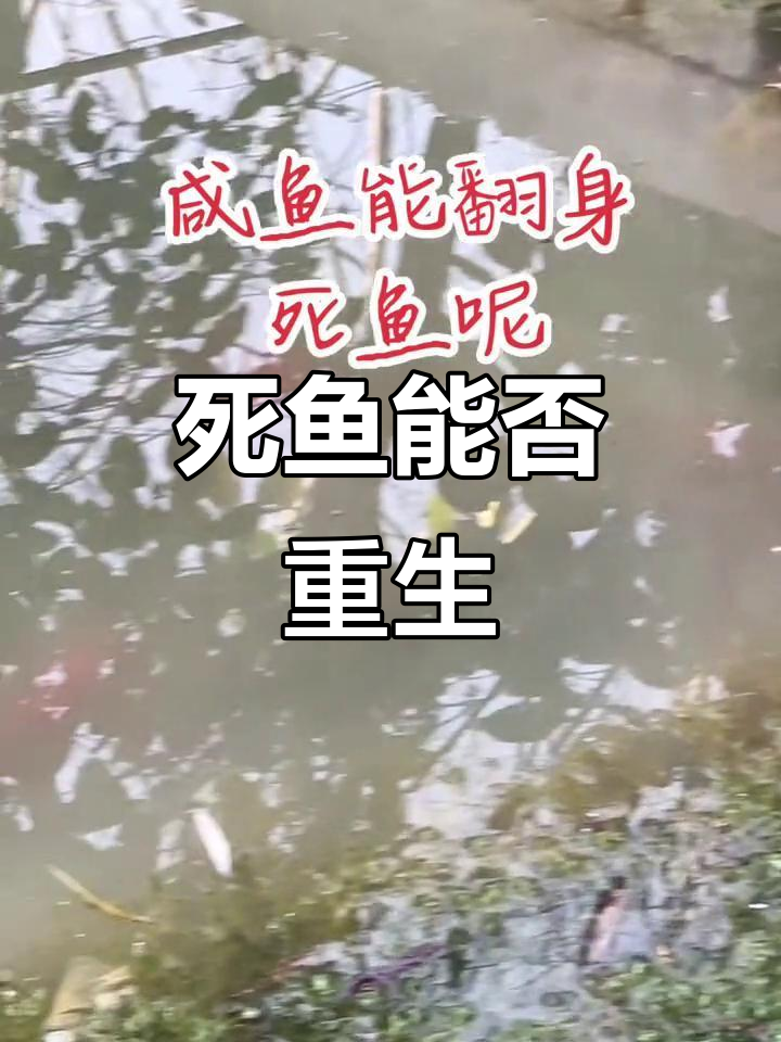 咸鱼能翻身,死鱼还能救活吗?瑞丽边境的奇遇