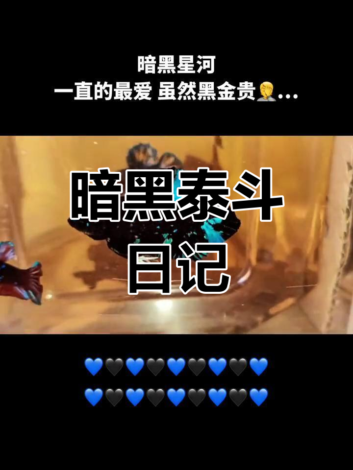 泰国斗鱼暗黑星河将军