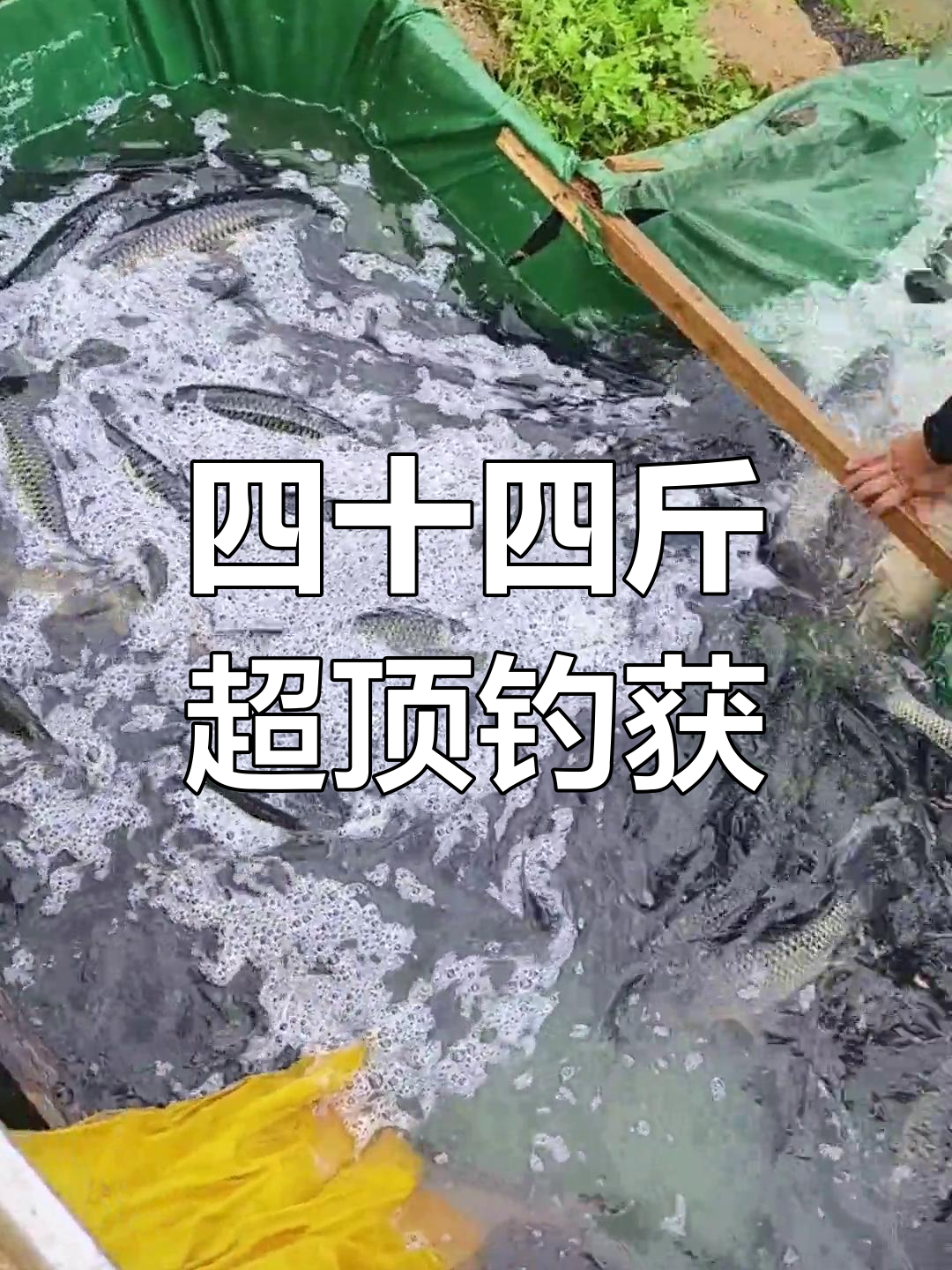 伟地主山庄钓鱼场大丰收,四十四斤巨型鱼获连连!