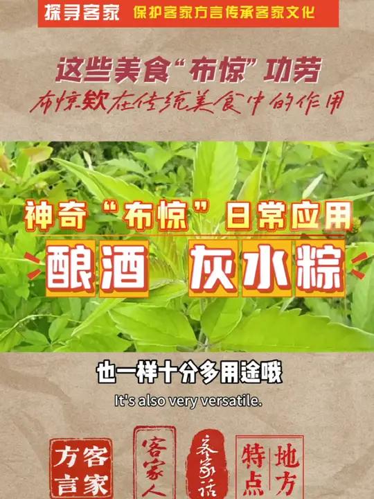 客家人的“布惊”有防家长屋的作用,布惊在日常生产生活中十分多用途哦。在端午节前,客家人会砍