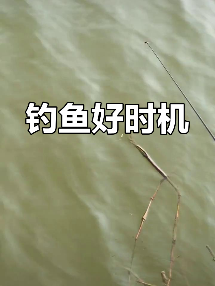 春节临近,鱼儿游近岸边,赶紧行动!