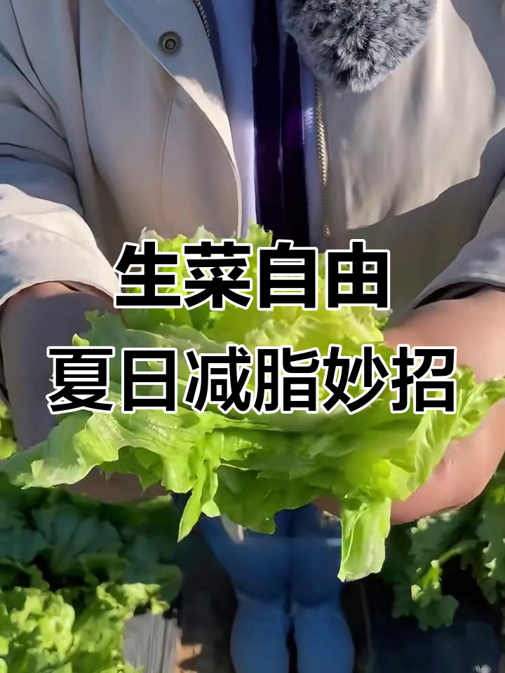 夏季减脂必备!生菜新做法,轻松搞定沙拉和小火锅
