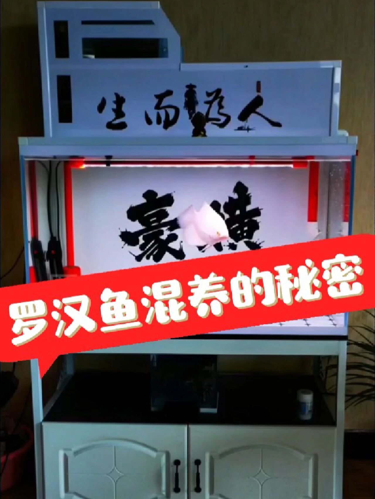 罗汉鱼可以混养的主要是用对方法你得驯服它