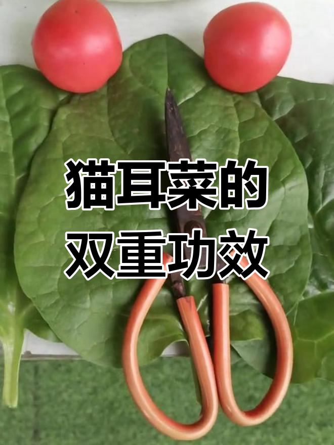 猫耳菜,长叶美味,清热解毒,凉拌清炒皆宜