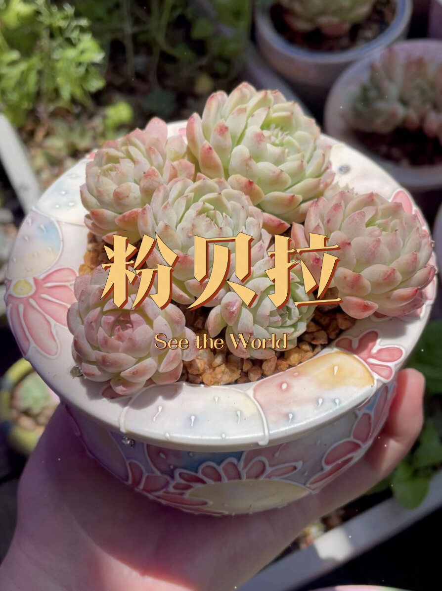 多肉品种║每天认识一种小贵货——01粉贝拉