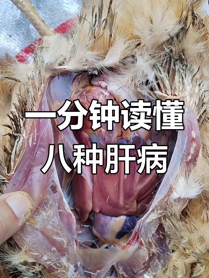 8种常见鸡病症状解析,选好鸡苗是关键