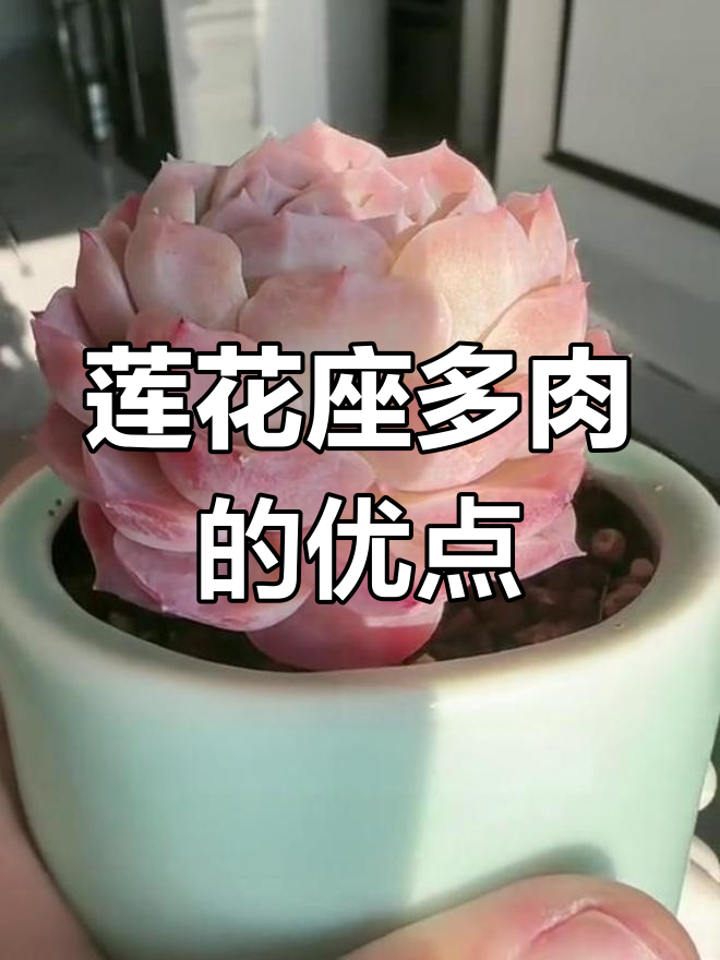 莲花座多肉植物养护优势,夏季耐性强不易化水