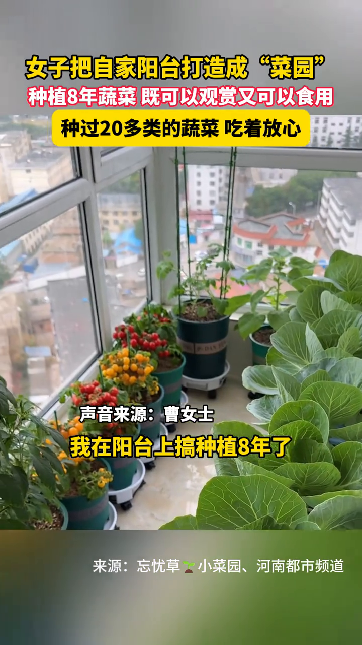 女子把自家阳台打造成“菜园”,种植8年蔬菜既可观赏又可以食用
