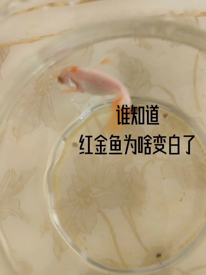 红金鱼怎么变白了