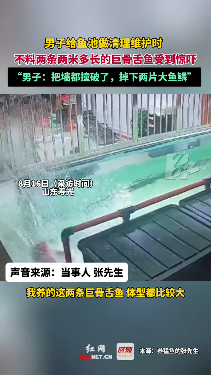 男子给鱼池做清理维护时,不料两条两米多长的巨骨舌鱼受到惊吓