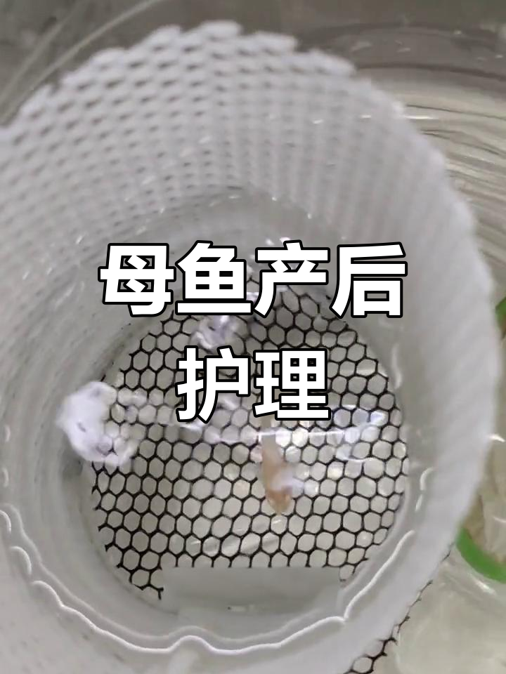 孔雀鱼生产后如何饲养