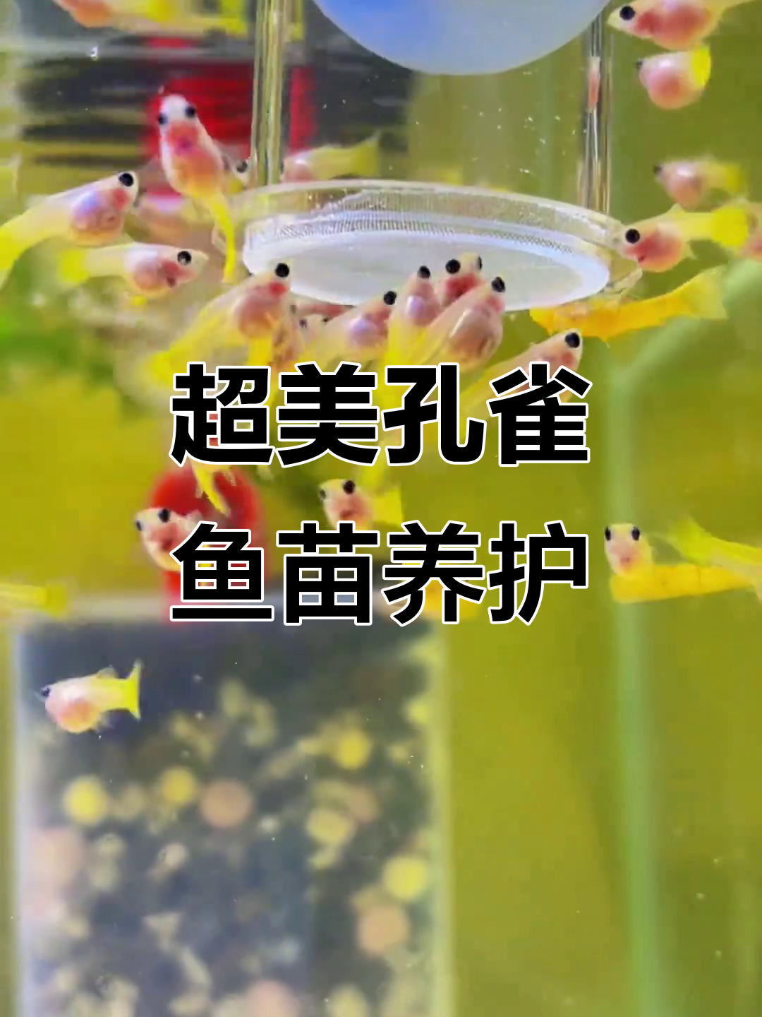 黄金玻璃猫孔雀鱼苗,超美!怎么养才能健康?