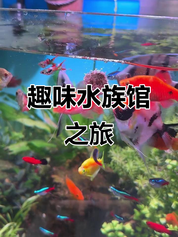 水族馆里的可爱观赏鱼,互动性超强!