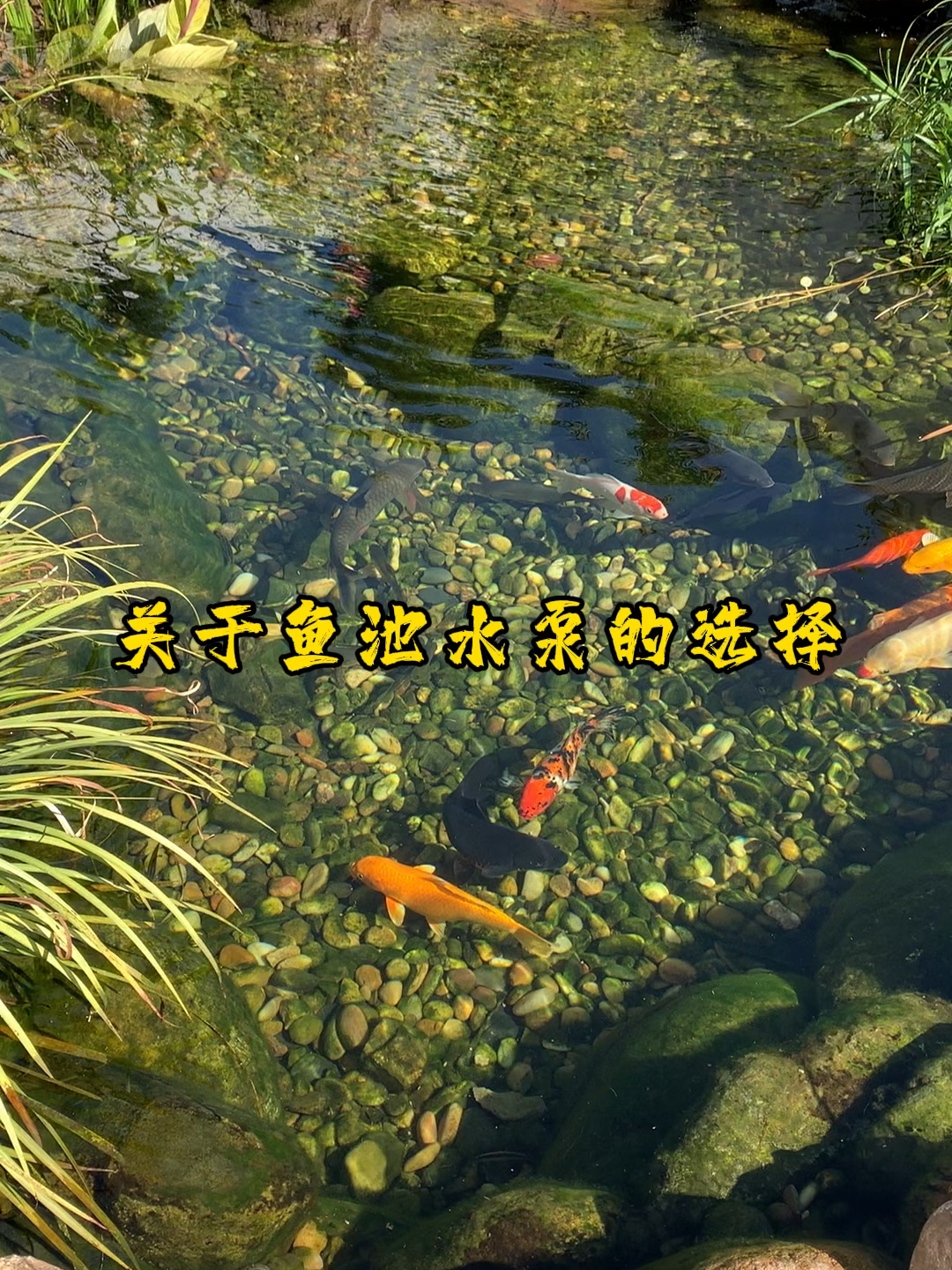关于鱼池水泵的选择