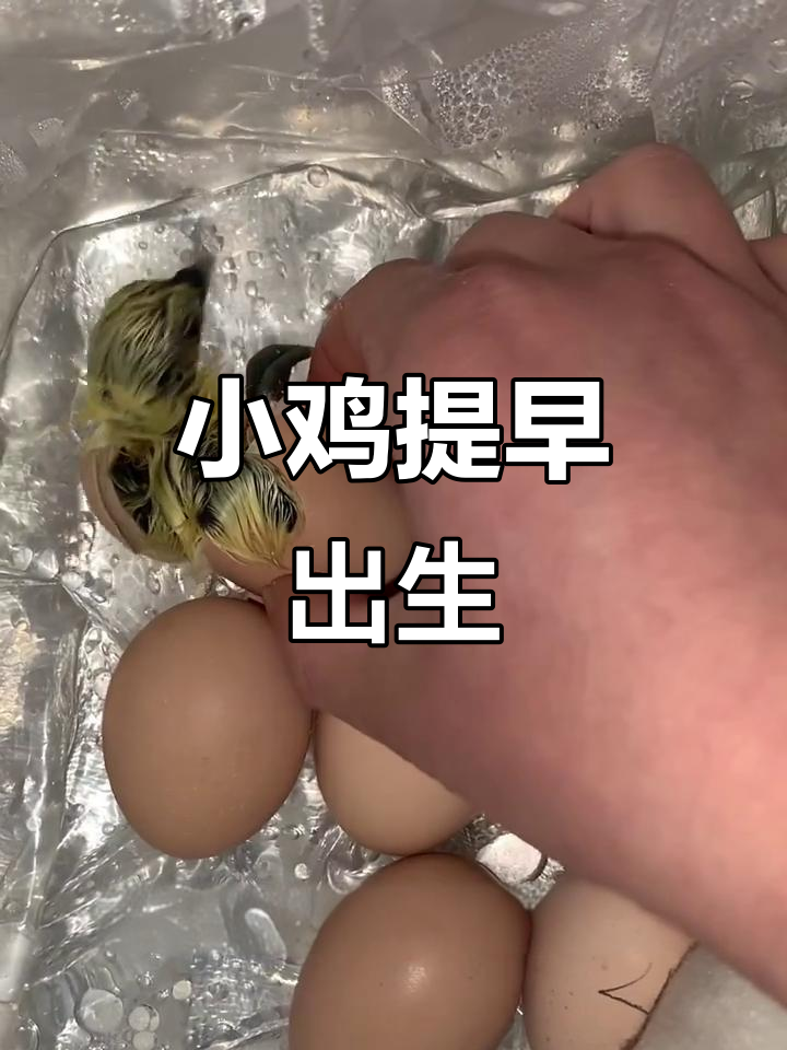 江山乌骨鸡提前孵化,可爱小鸡出壳全过程