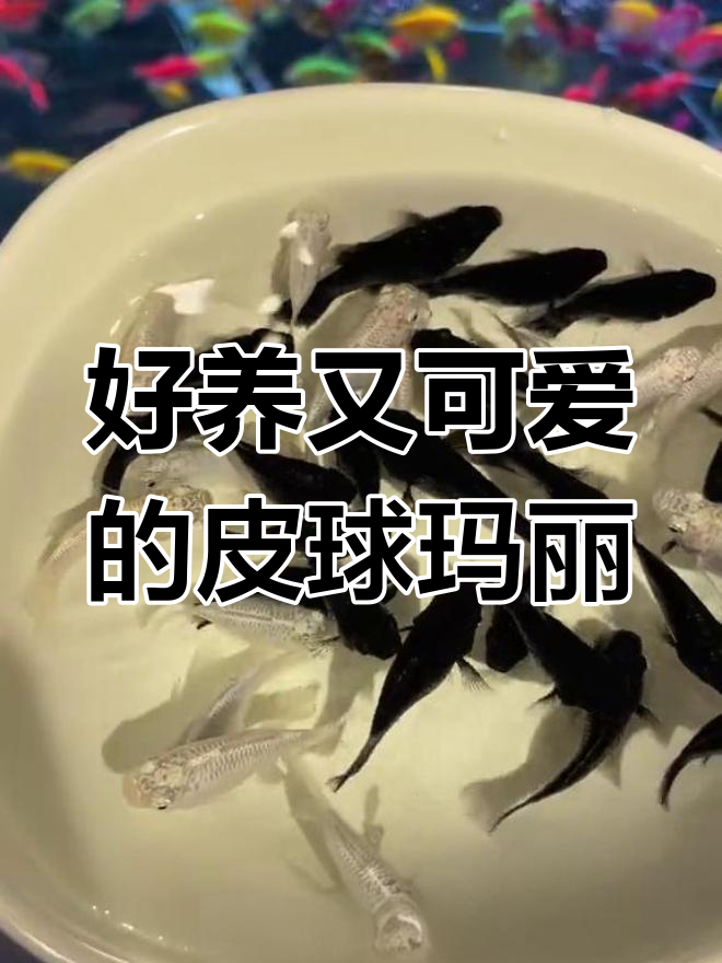 皮球玛丽鱼:轻松饲养的清洁工