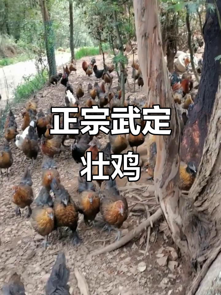 武定壮鸡自由奔跑,阉母鸡肉质鲜美