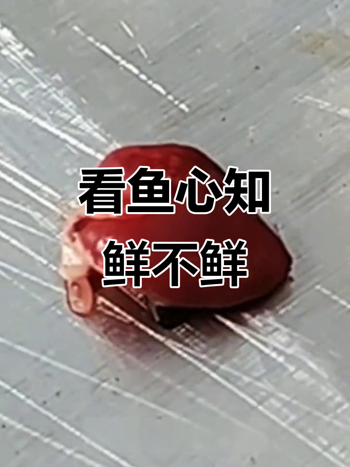 鱼心能跳三分钟,如何判断鲫鱼的新鲜程度?