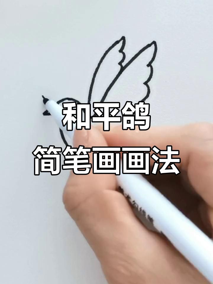 鸽子简笔画教程,轻松学会和平鸽的画法