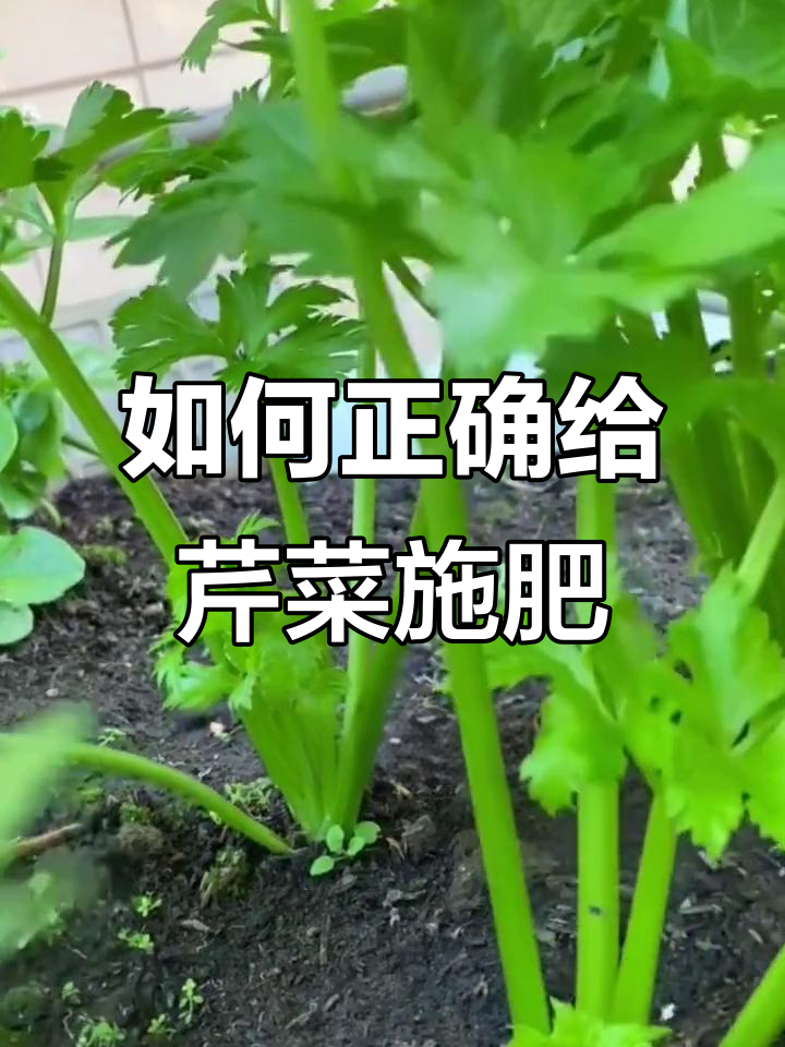 芹菜施肥技巧,氮肥和碳酸氢铵最合适