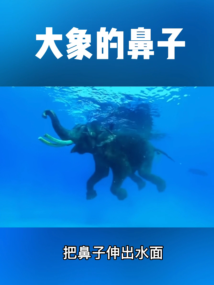 大象:这个鼻子又粗又长,四处找事干活忙!
